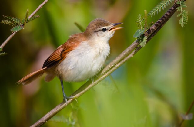 Yellow-chinned Spinetail