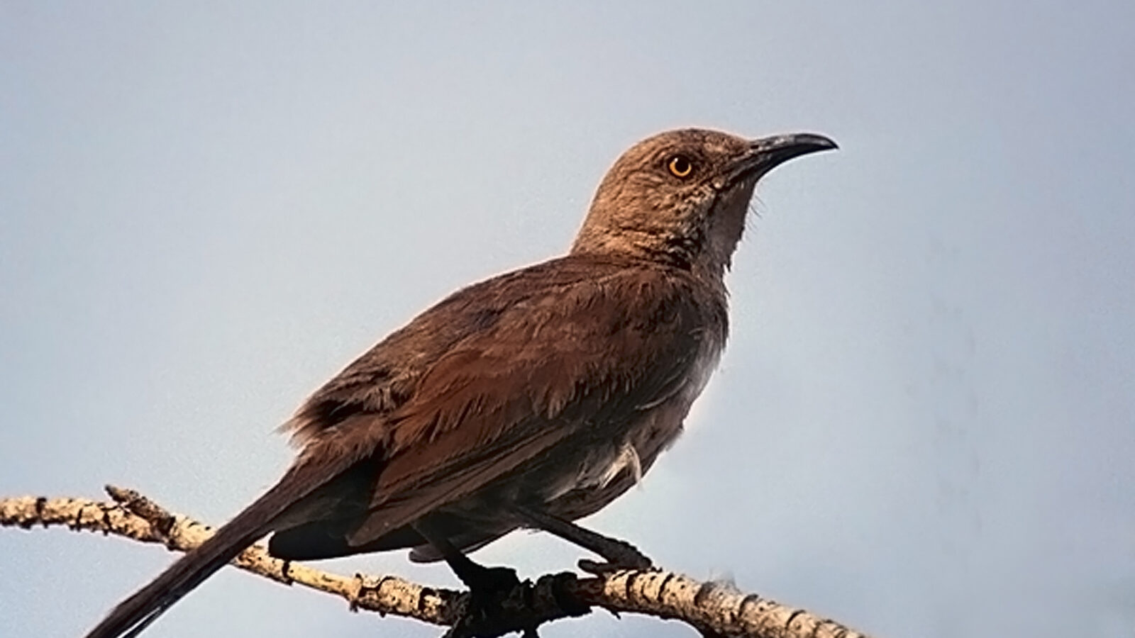 Curve-billed Thrasher