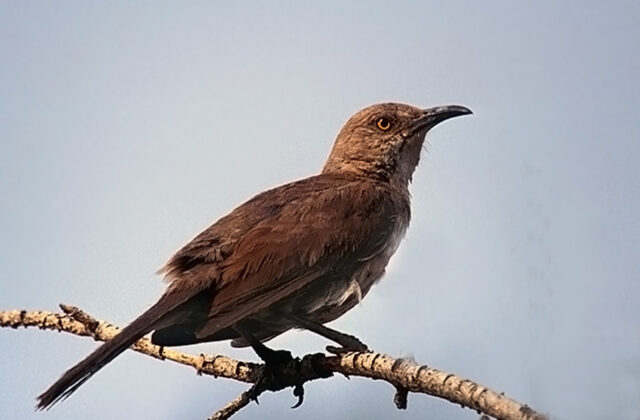 Curve-billed Thrasher