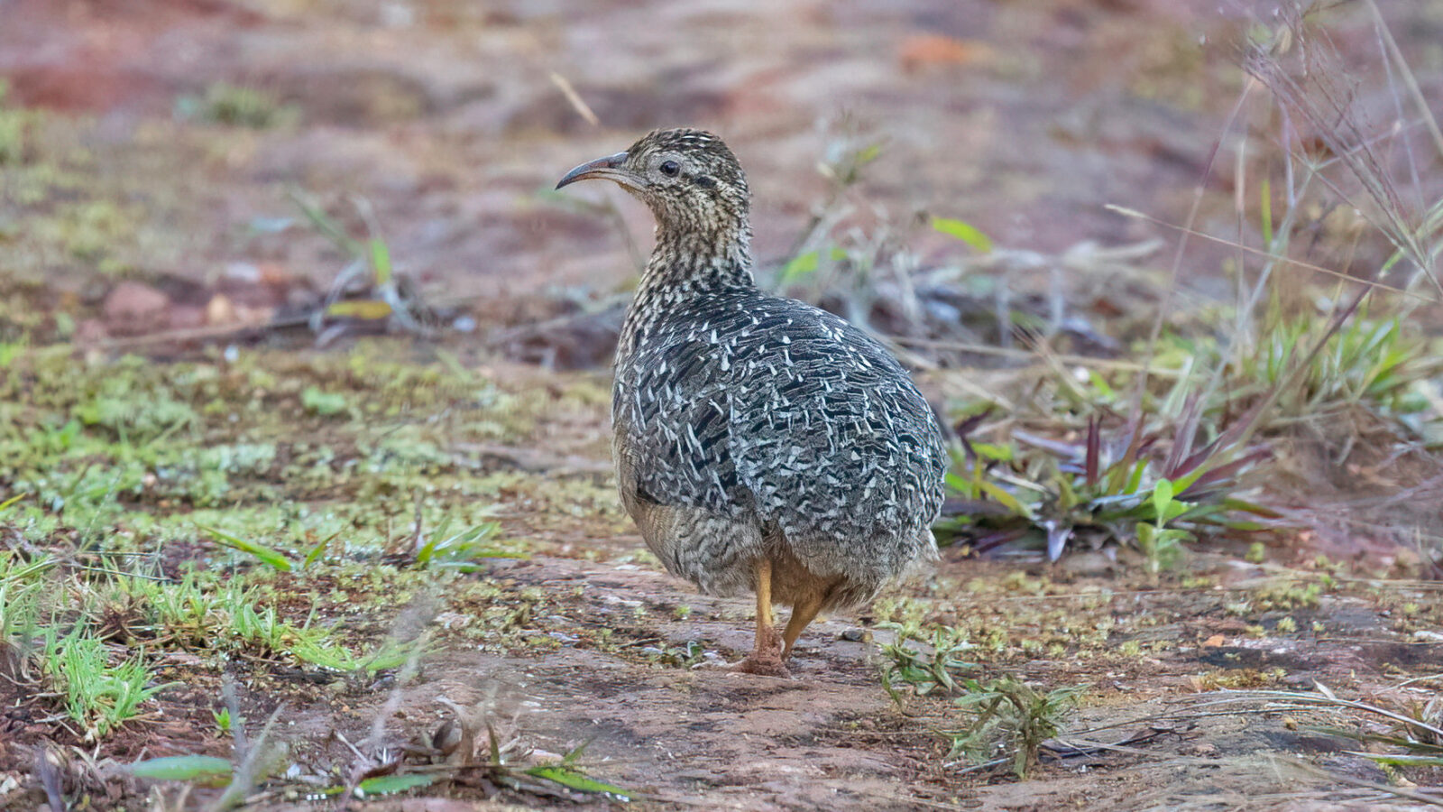 Curve-billed Tinamou