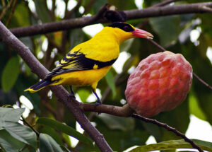 Black-naped Oriole