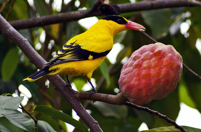 Black-naped Oriole