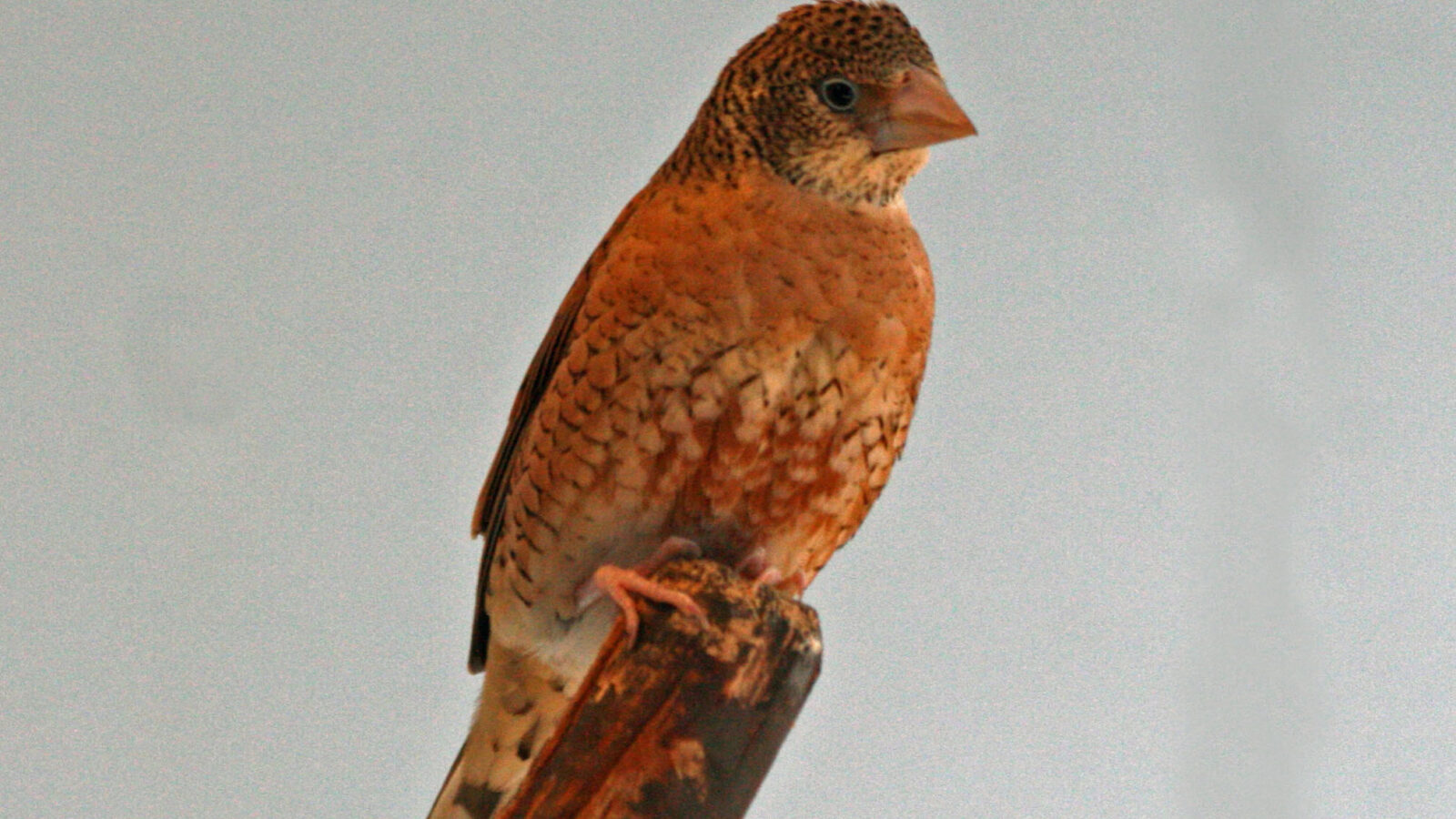 Cut-throat Finch