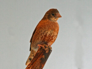 Cut-throat Finch