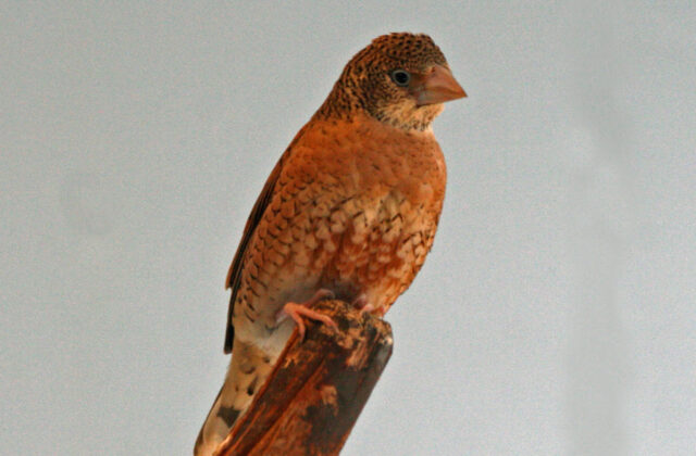 Cut-throat Finch