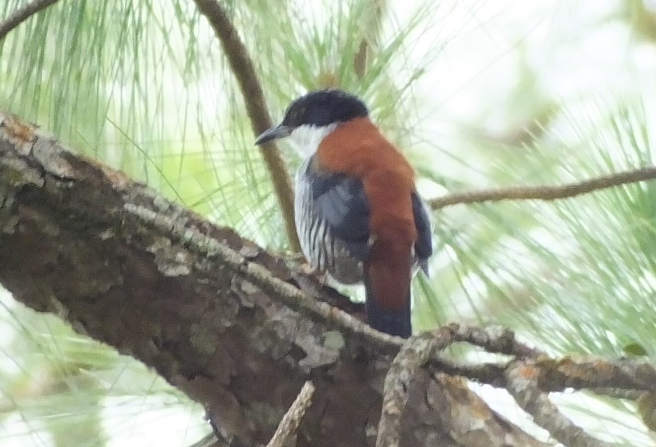 Vietnamese Cutia