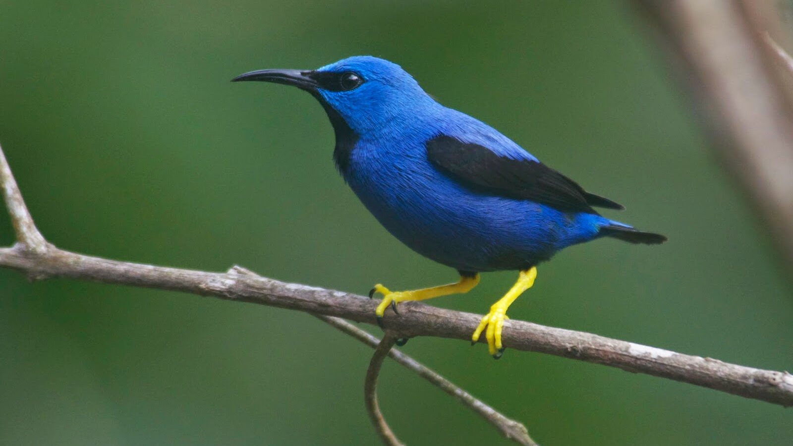 Shining Honeycreeper
