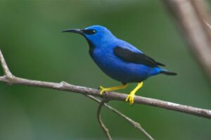 Shining Honeycreeper