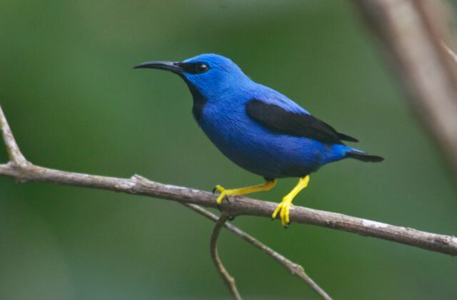 Shining Honeycreeper
