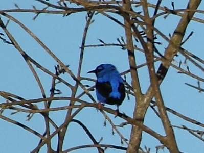 Short-billed Honeycreeper
