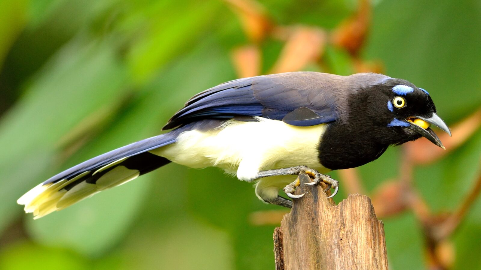 Black-chested Jay