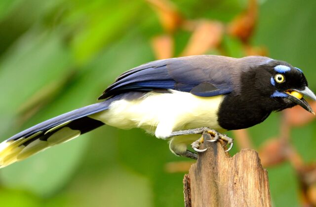 Black-chested Jay
