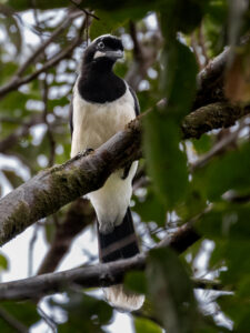 Cayenne Jay