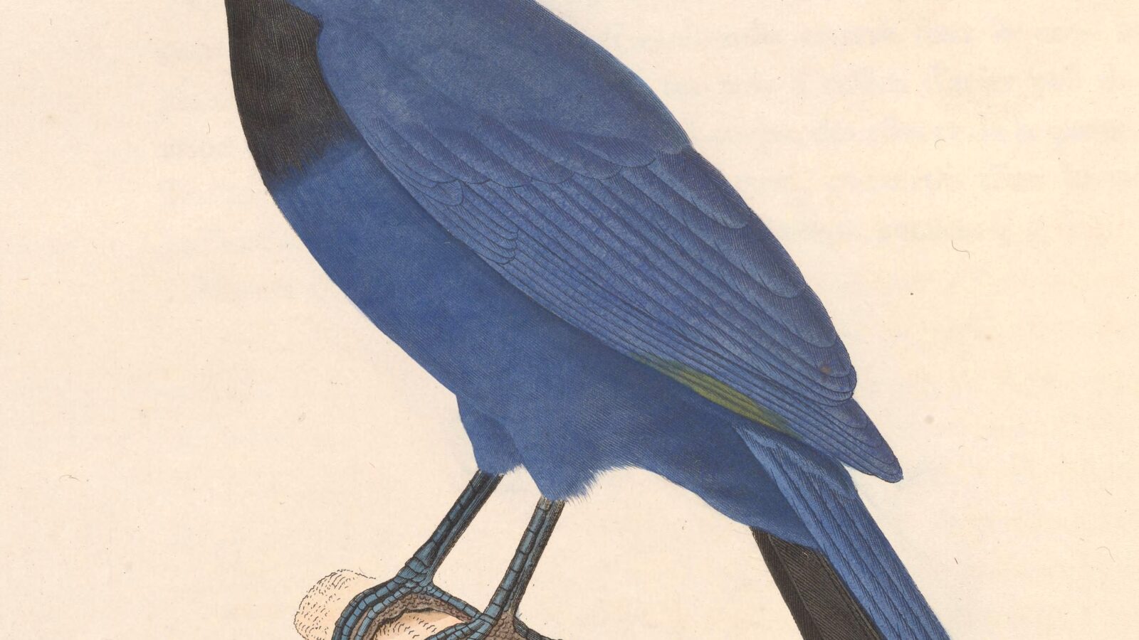 Purplish Jay