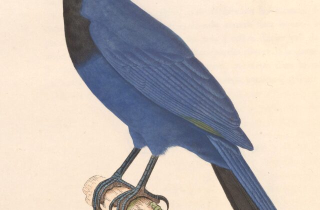 Purplish Jay