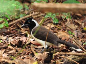 White-naped Jay