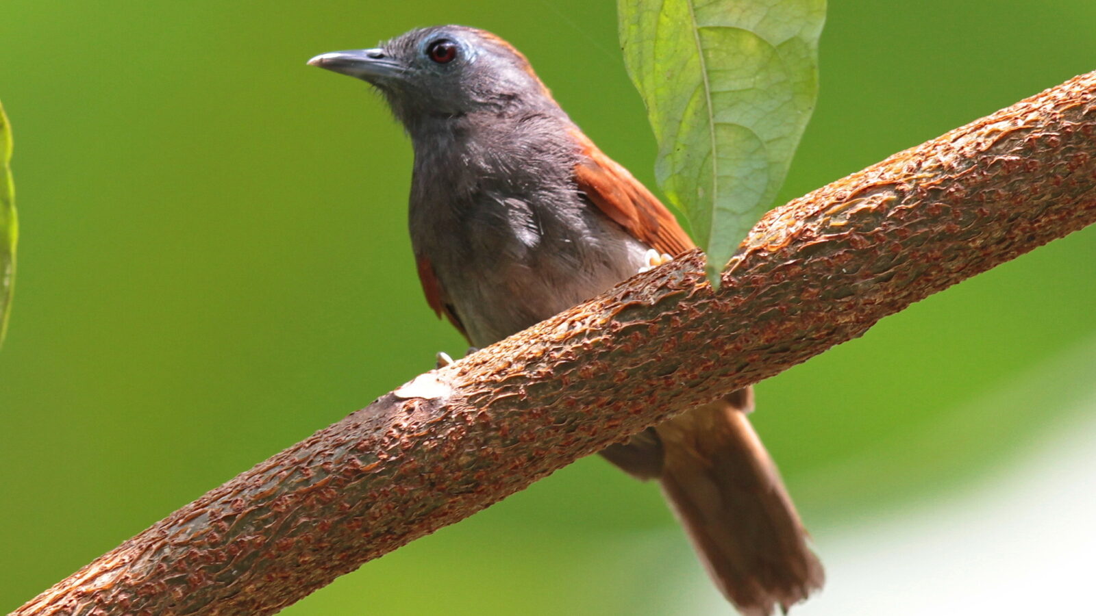 Chestnut-winged Babbler