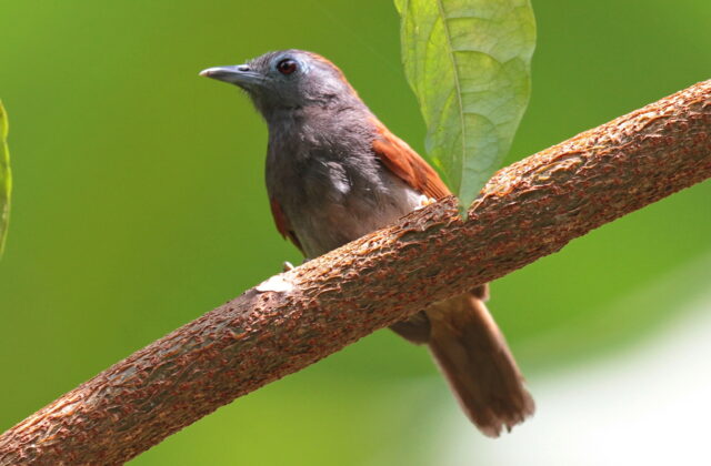 Chestnut-winged Babbler