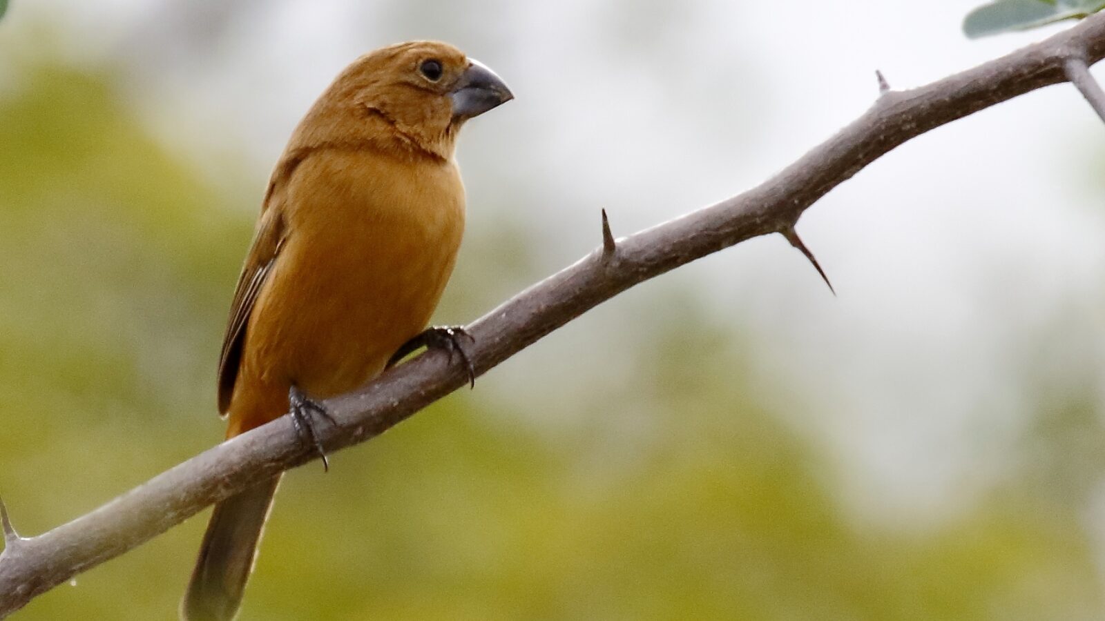 Ultramarine Grosbeak