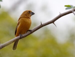 Ultramarine Grosbeak