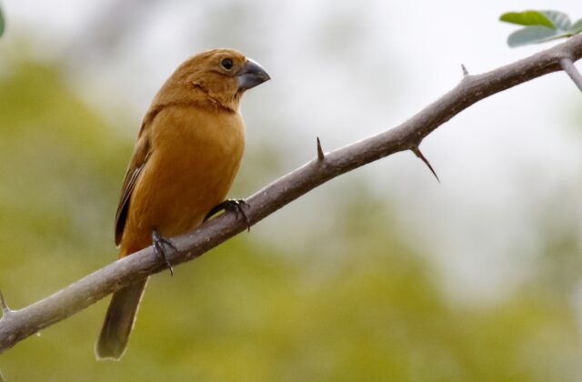 Ultramarine Grosbeak