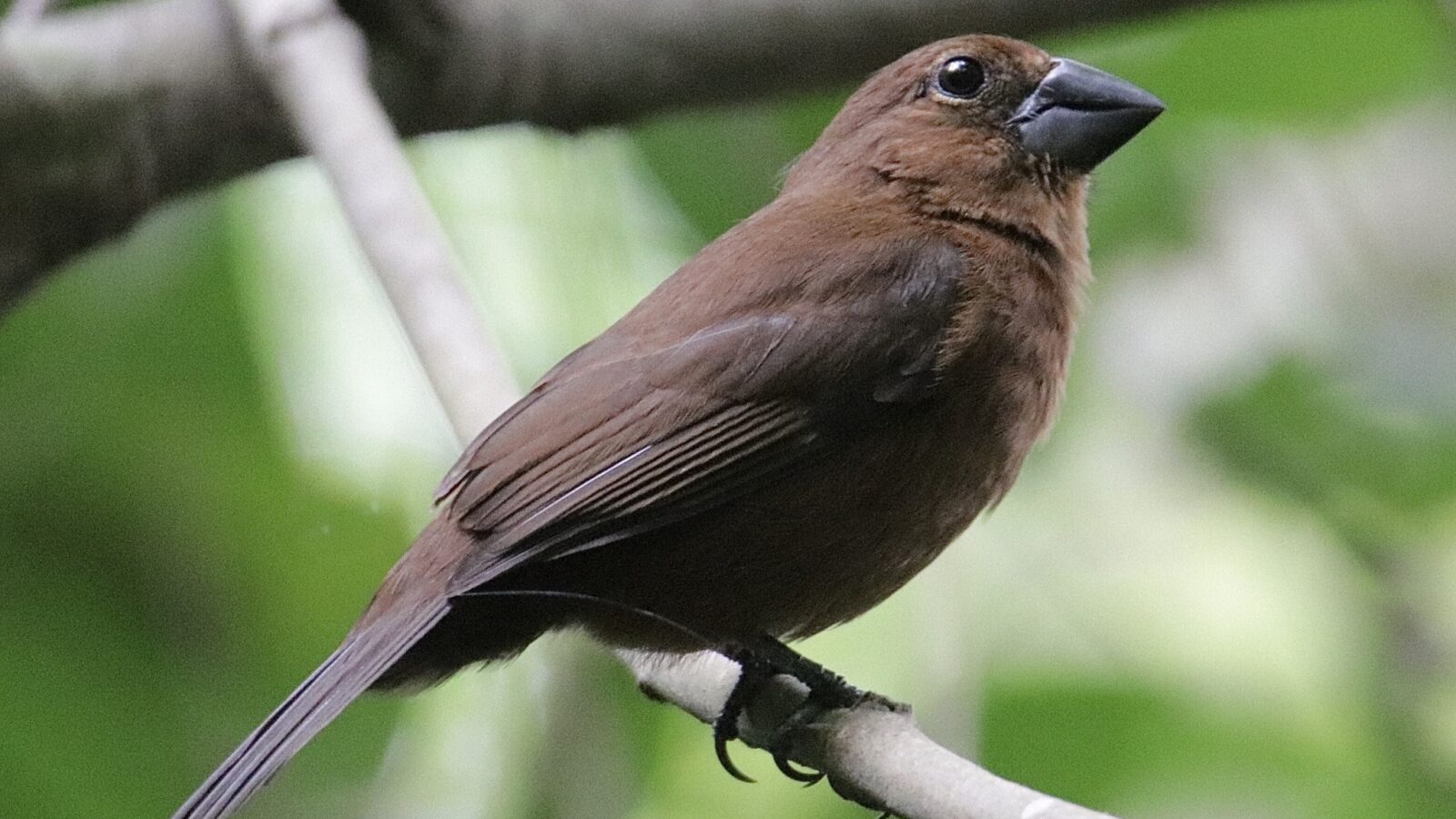 Blue-black Grosbeak