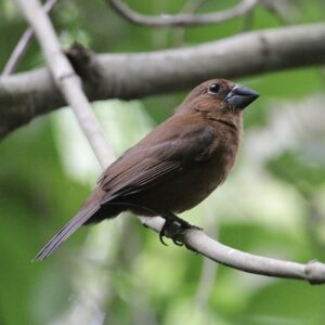 Blue-black Grosbeak