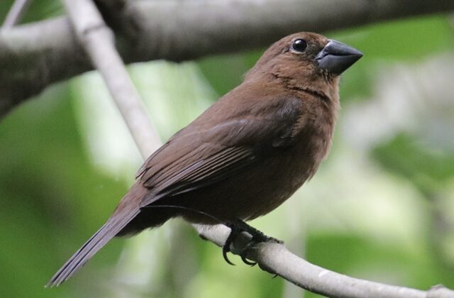 Blue-black Grosbeak