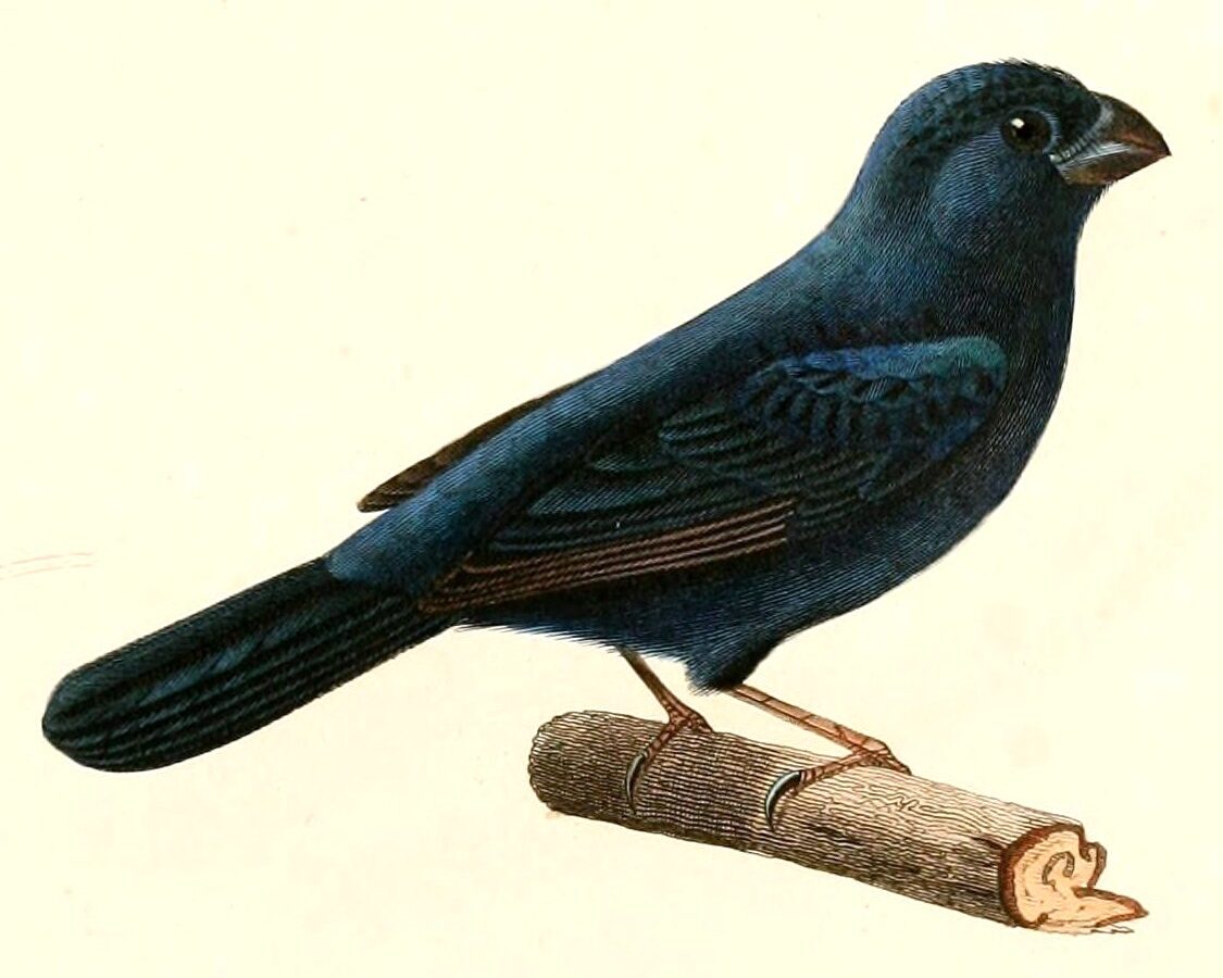 Glaucous-blue Grosbeak