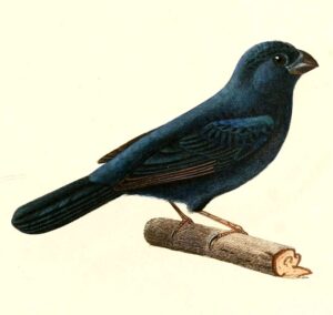 Glaucous-blue Grosbeak