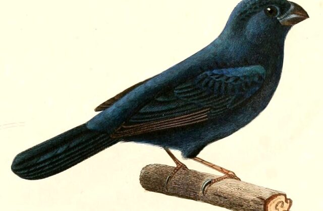 Glaucous-blue Grosbeak