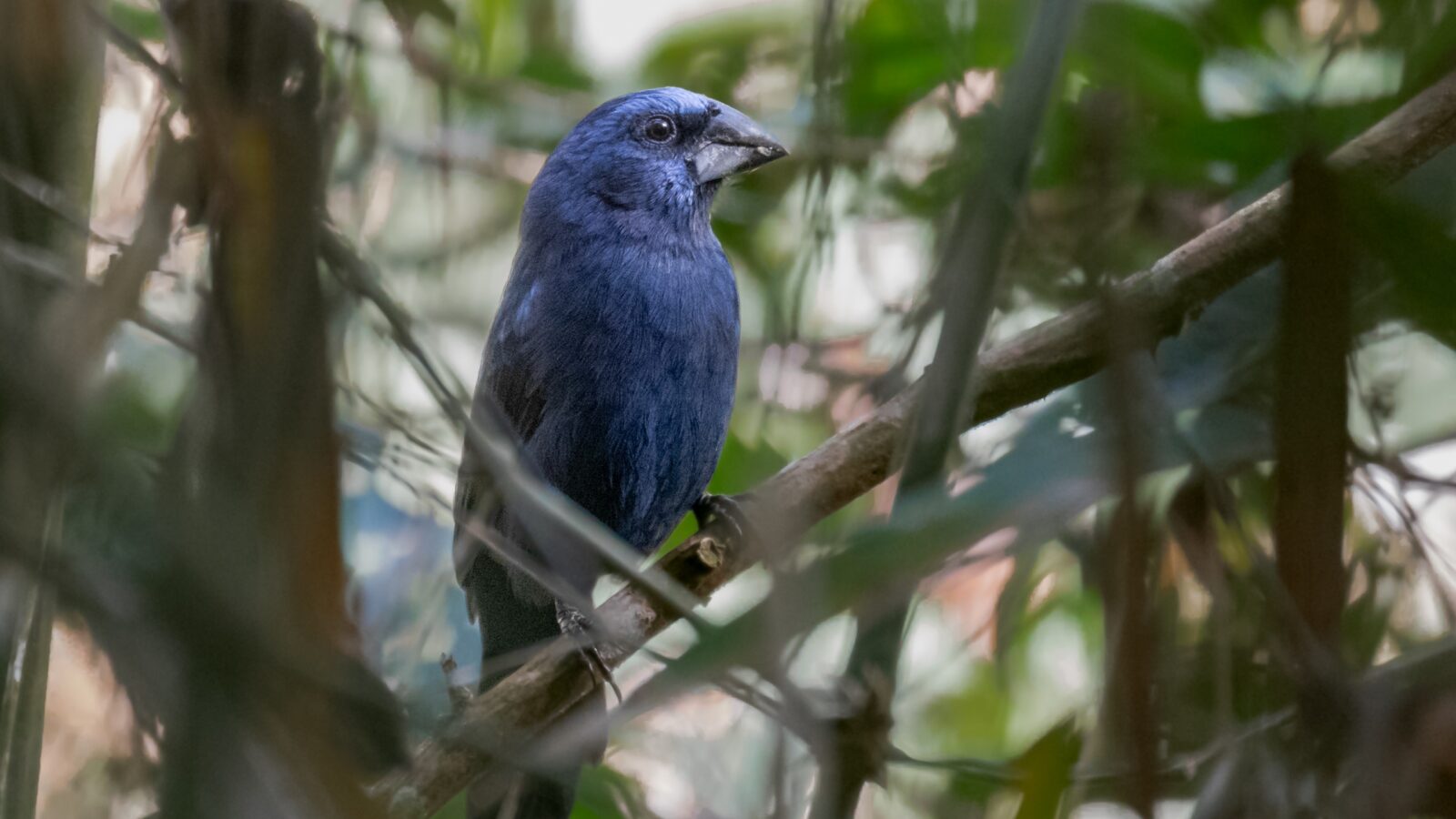 Amazonian Grosbeak