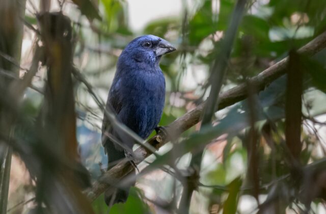 Amazonian Grosbeak