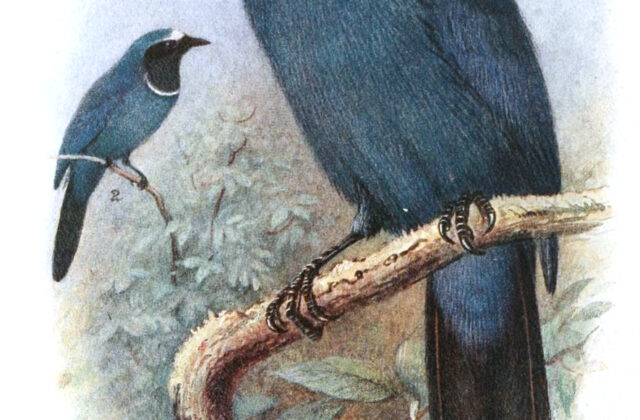 White-collared Jay