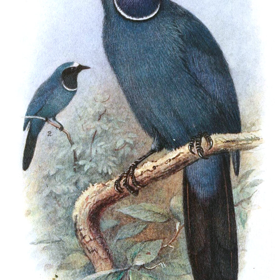 White-collared Jay