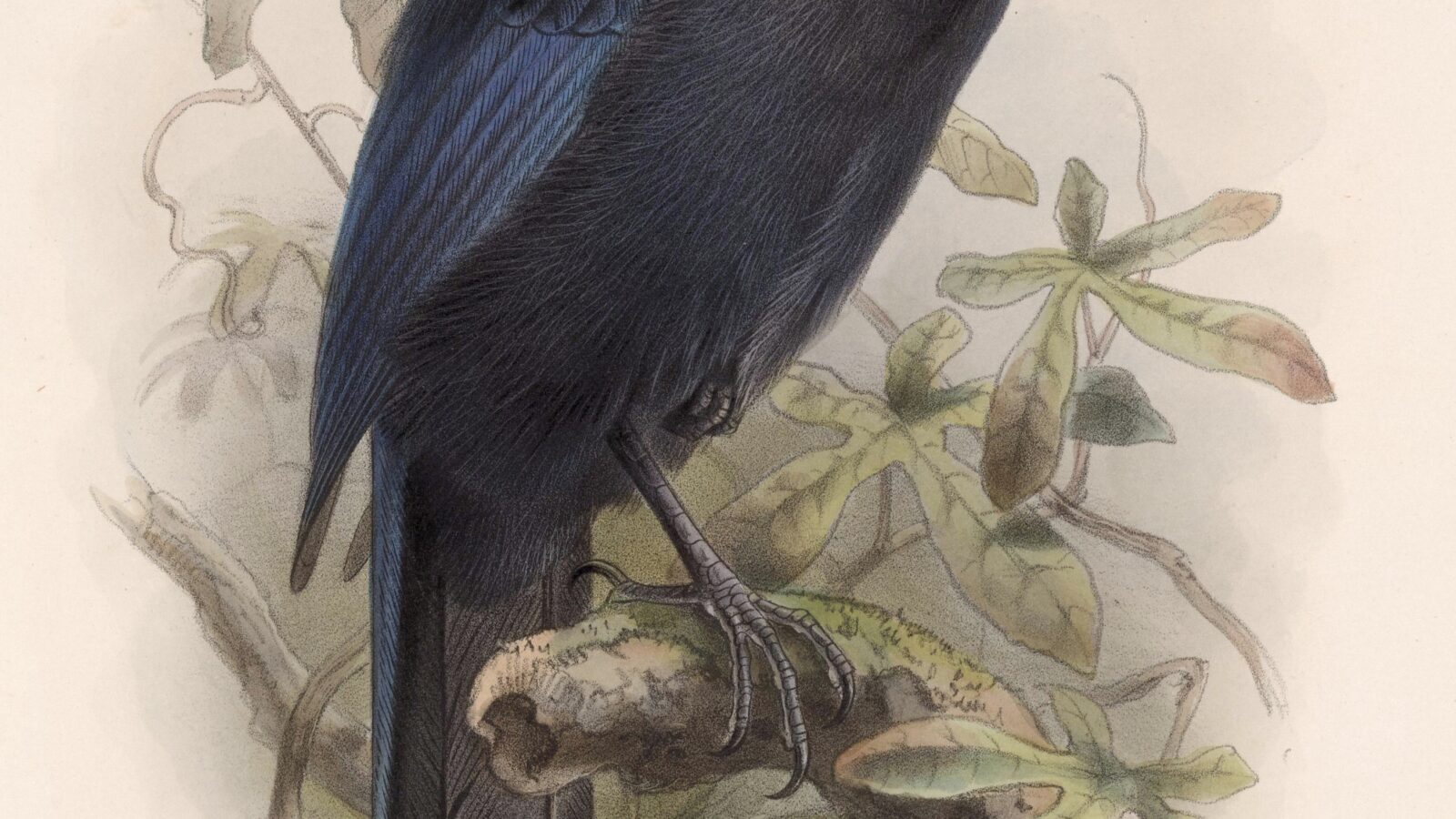 Silvery-throated Jay