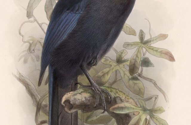 Silvery-throated Jay