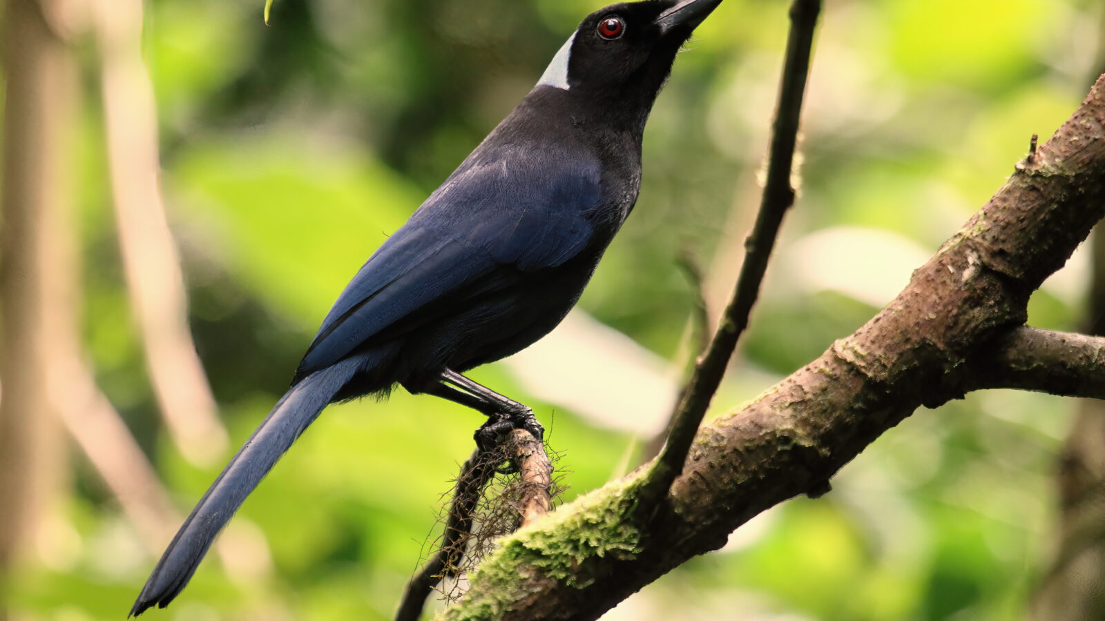 Azure-hooded Jay