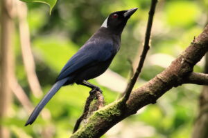 Azure-hooded Jay