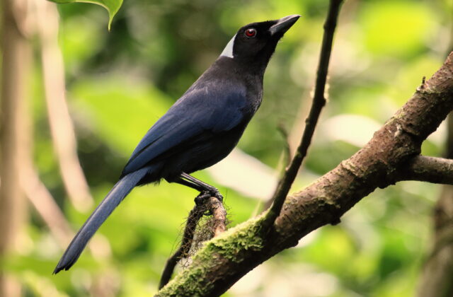 Azure-hooded Jay