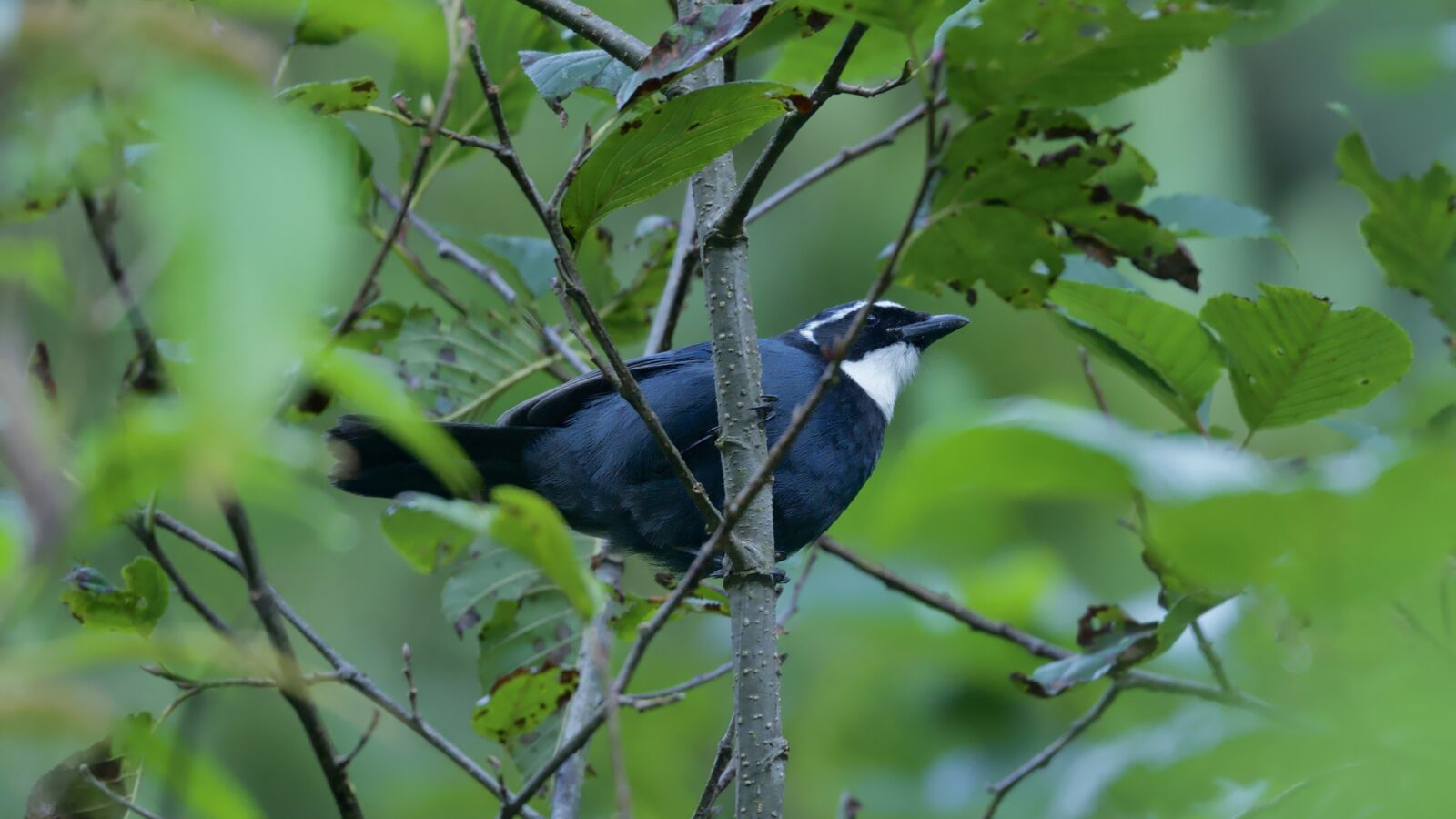 White-throated Jay