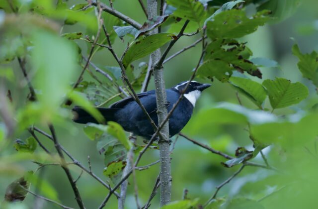 White-throated Jay