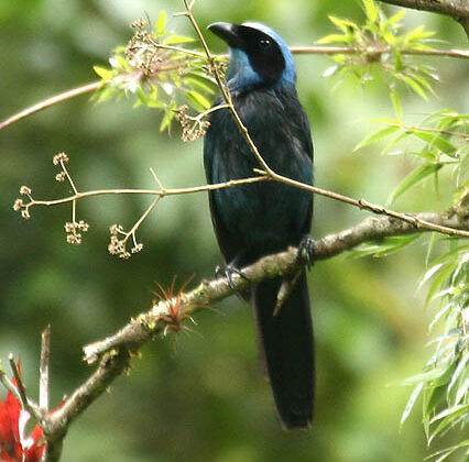 Beautiful Jay