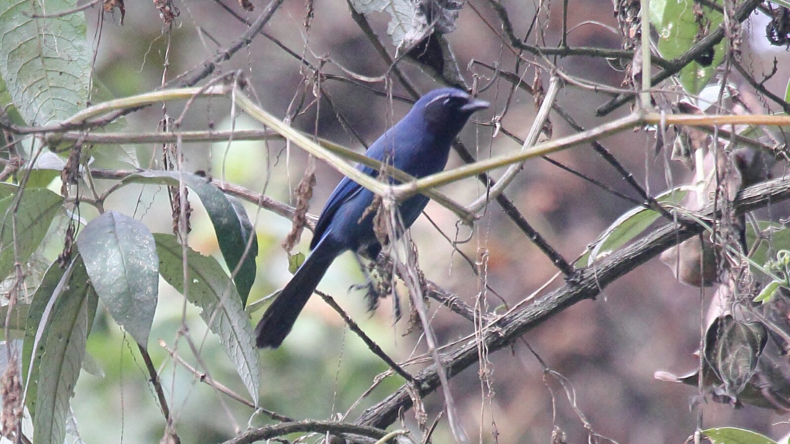 Black-throated Jay