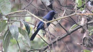 Black-throated Jay