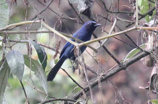 Black-throated Jay