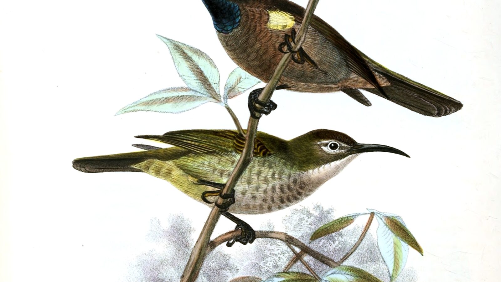 Blue-throated Brown Sunbird