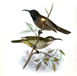 Blue-throated Brown Sunbird
