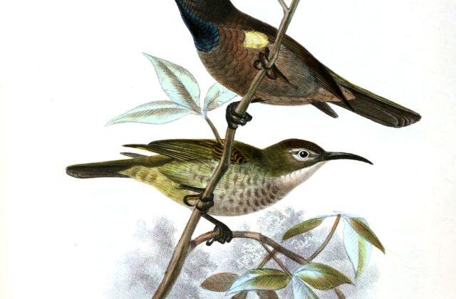 Blue-throated Brown Sunbird