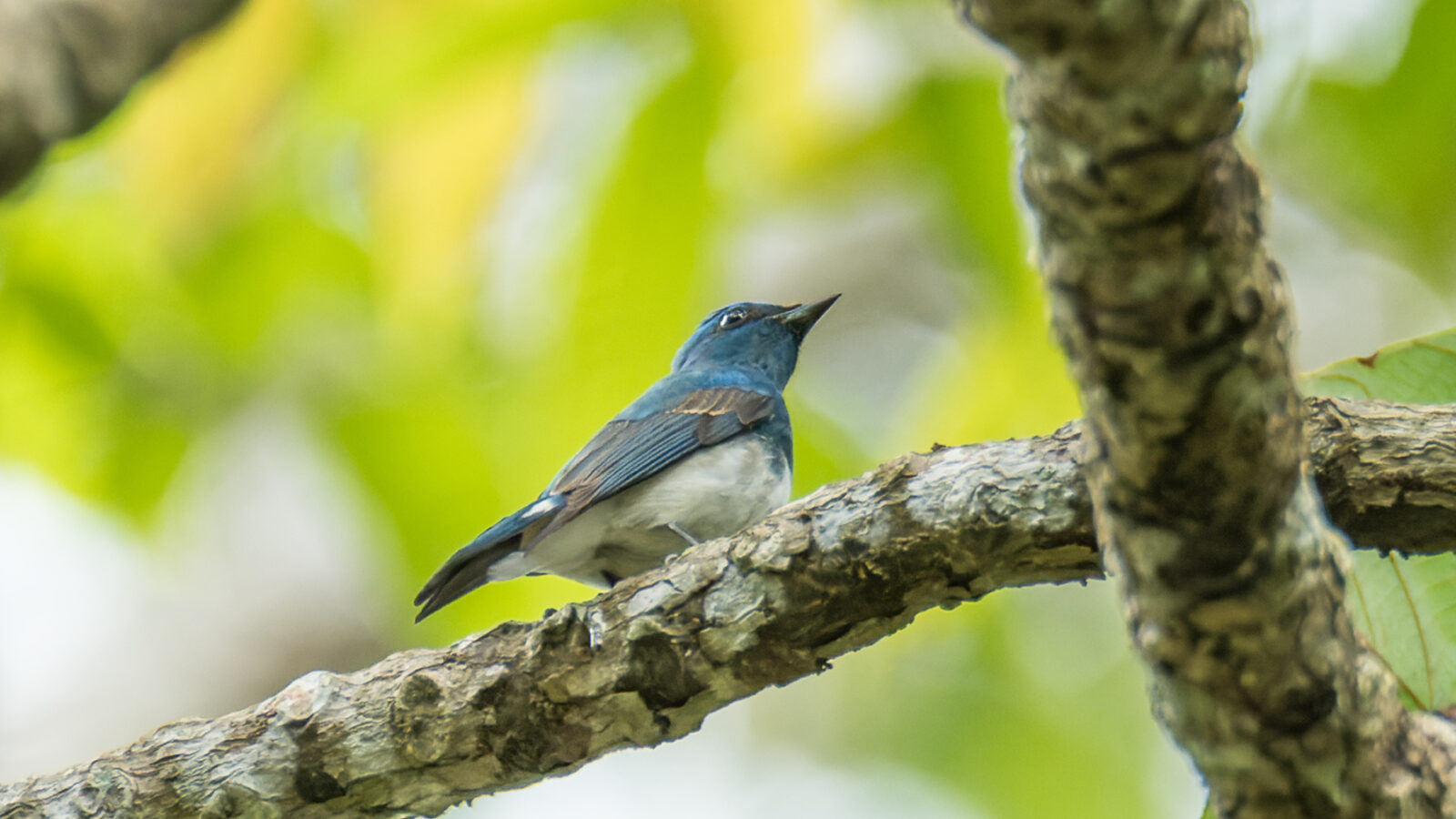 Zappey’s Flycatcher